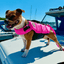 Staffordshire Bull Terrier Life Jacket Life Vest