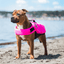 Staffordshire Bull Terrier 1935 Life Jacket 