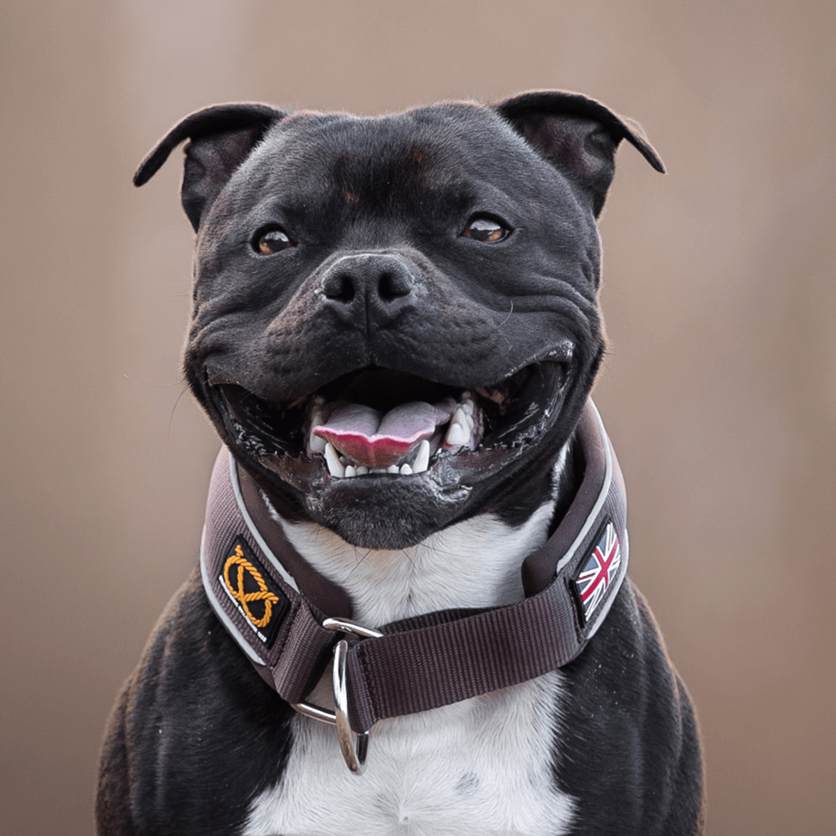 Martingale Half Choke Collar Staffordshire Bull Terrier 1935®