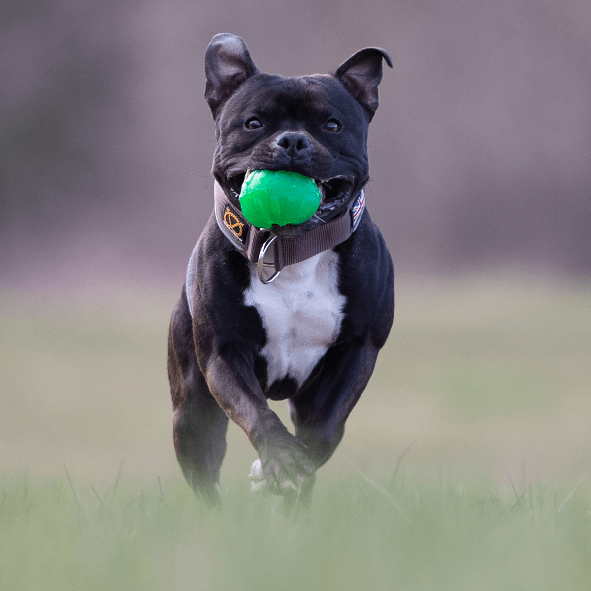 Martingale Half Choke Collar Staffordshire Bull Terrier 1935®