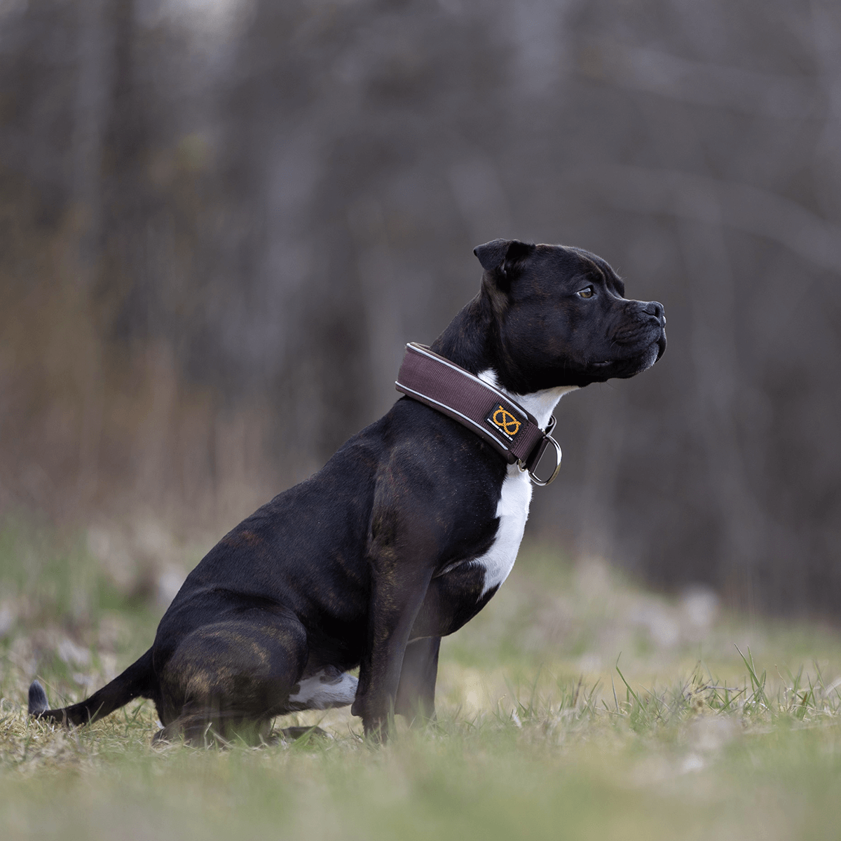 Martingale Half Choke Collar Staffordshire Bull Terrier 1935®