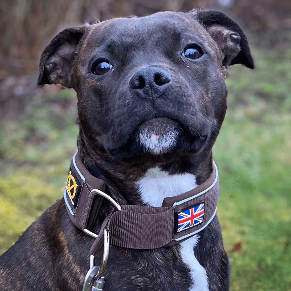 Martingale Half Choke Collar Staffordshire Bull Terrier 1935®