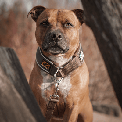 Staffordshire Bull Terrier 1935® Nylonkoppel - Choklad - Normal