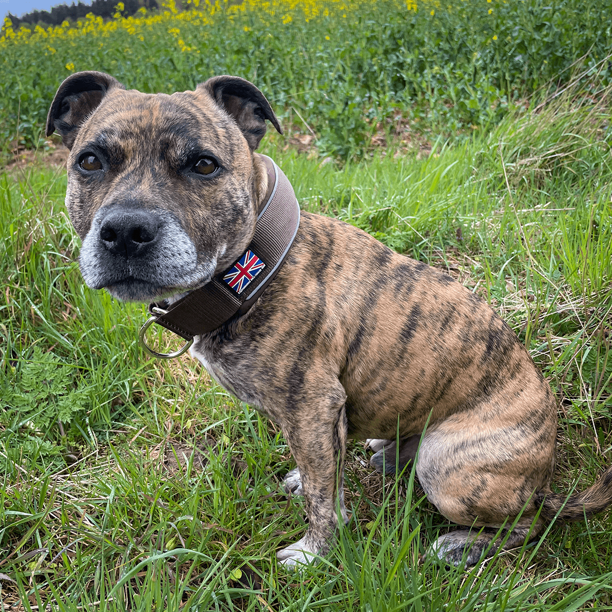 Martingale Half Choke Collar Staffordshire Bull Terrier 1935®