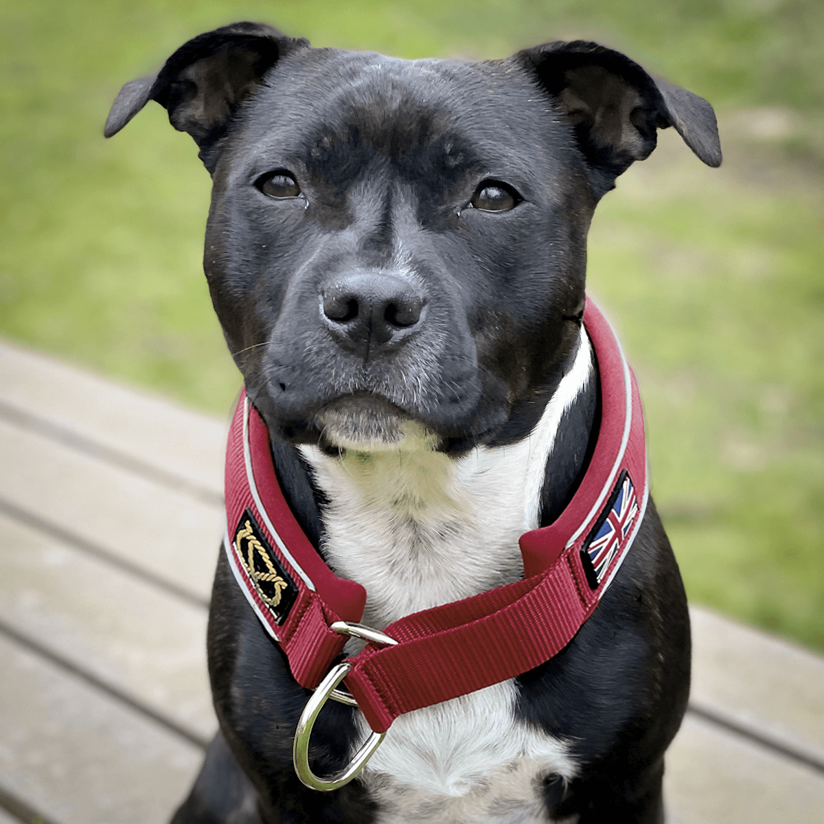 Martingale Half Choke Collar Staffordshire Bull Terrier 1935®