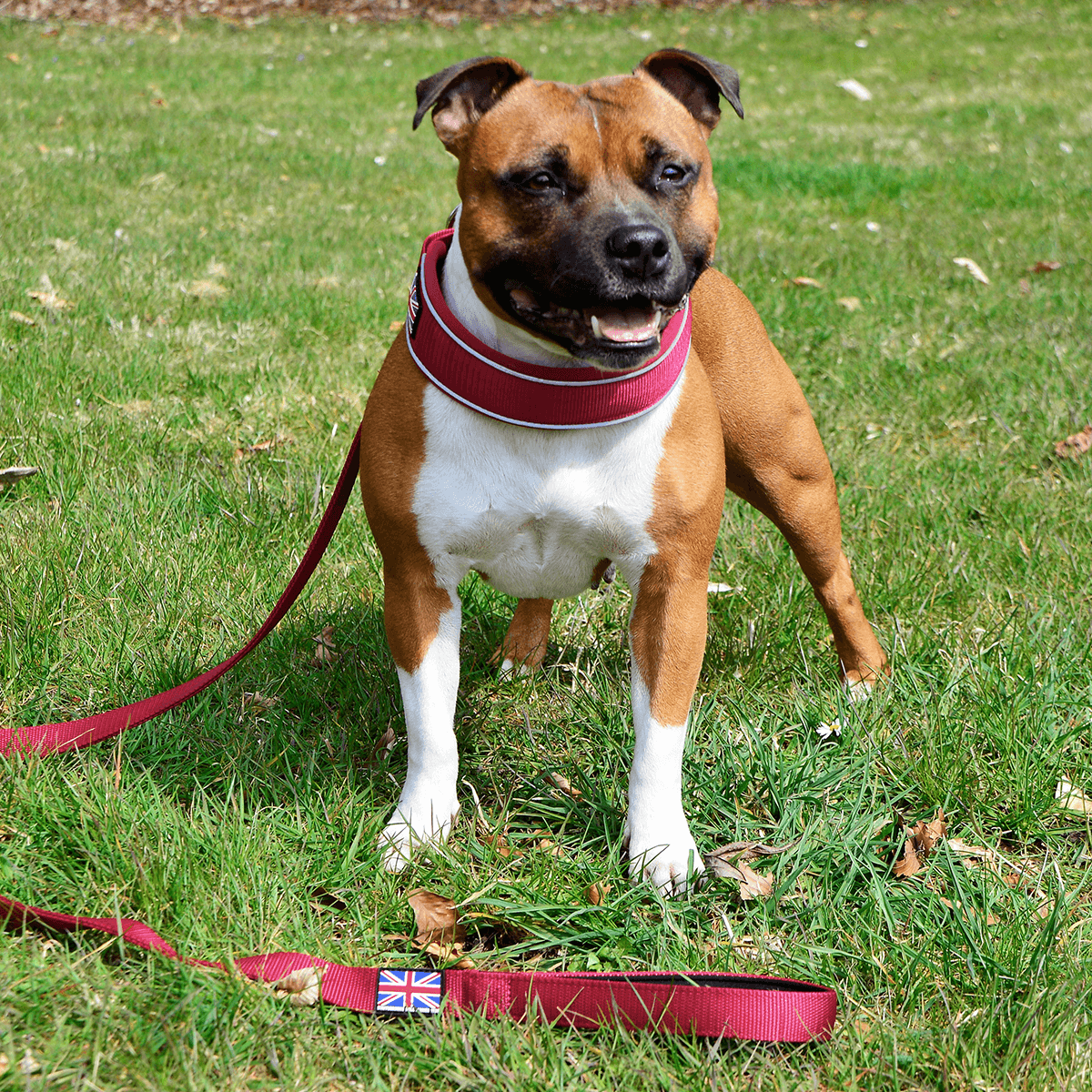 Martingale Half Choke Collar Staffordshire Bull Terrier 1935®