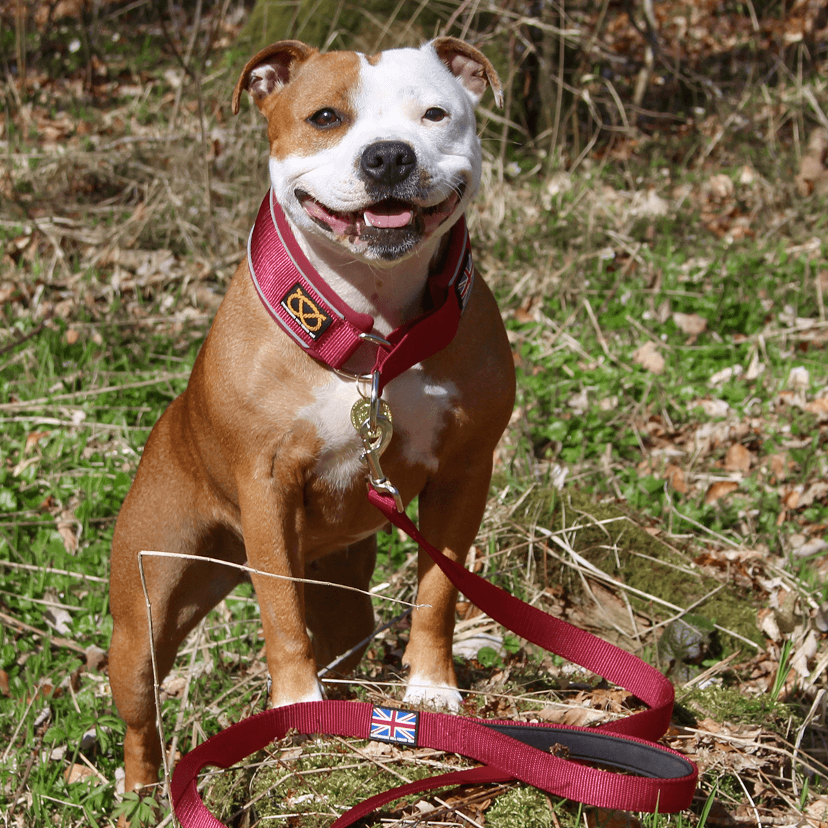 Martingale Half Choke Collar Staffordshire Bull Terrier 1935®