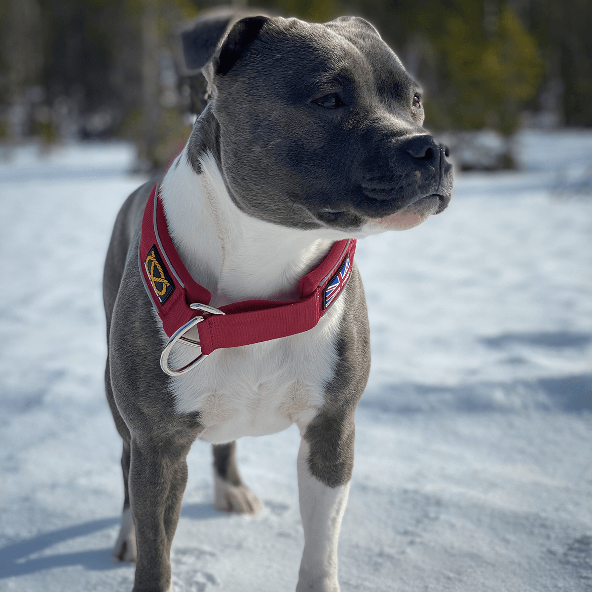 Martingale Half Choke Collar Staffordshire Bull Terrier 1935®