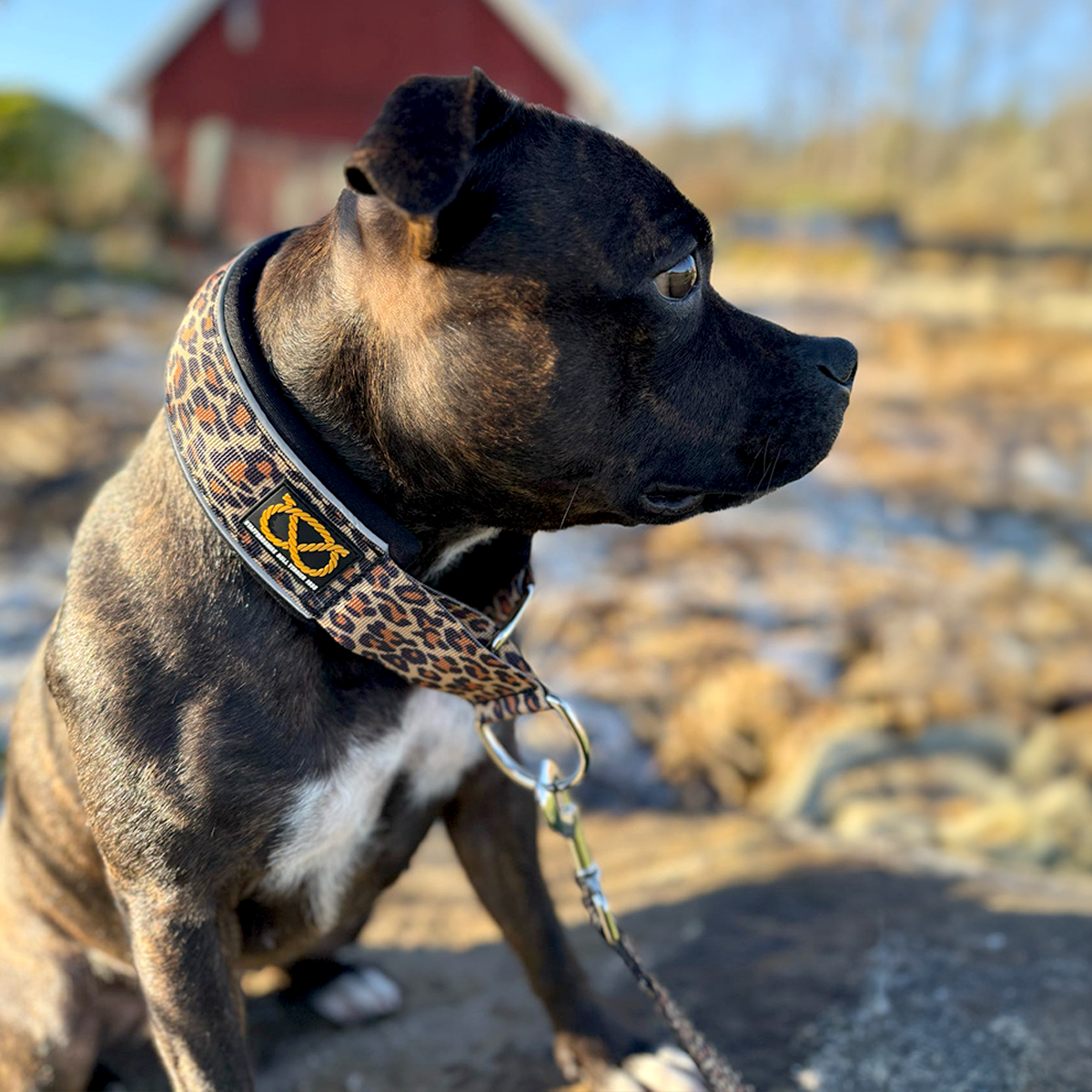 Staffordshire Bull Terrier 1935® Martingale Collar - Leopard