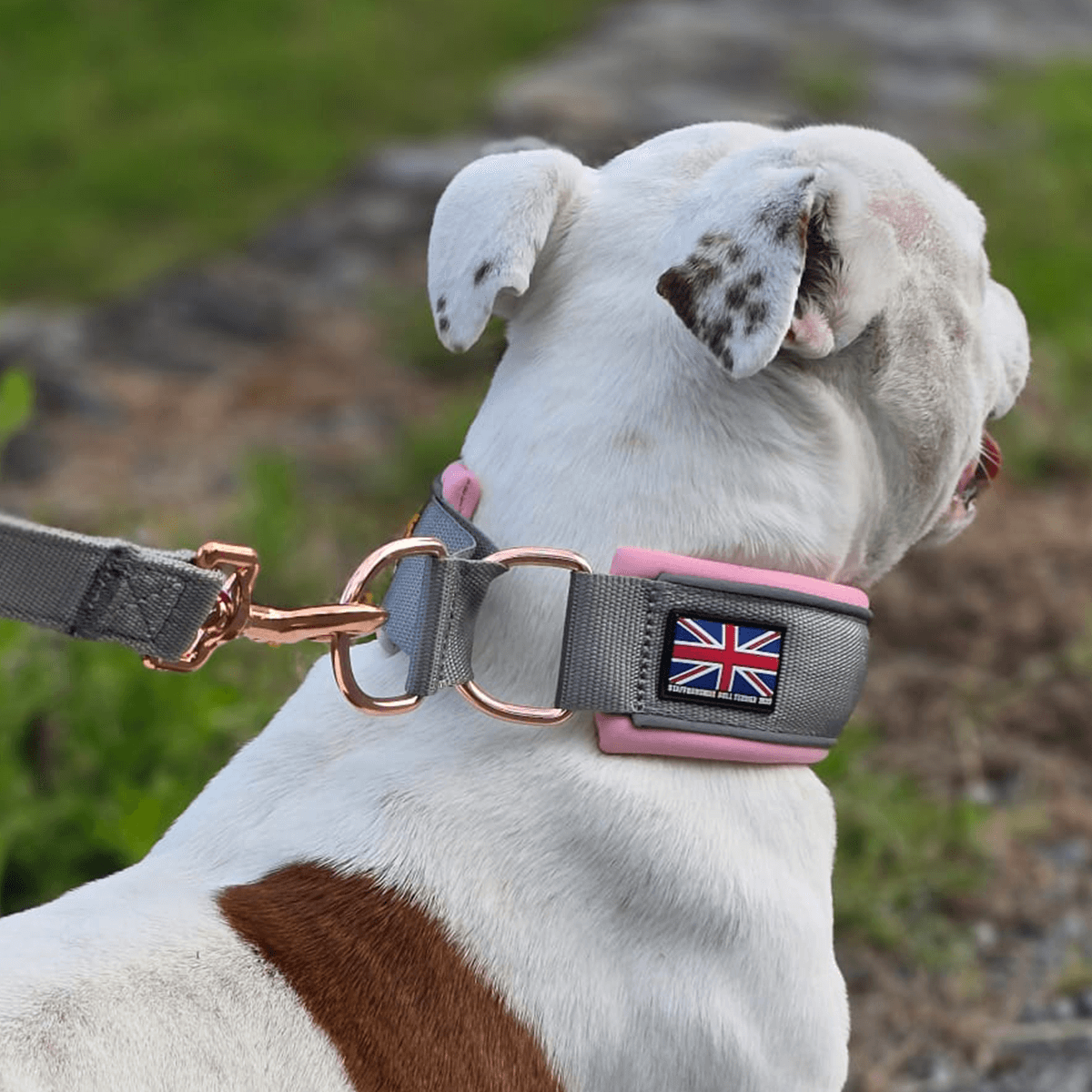 Staffordshire Bull Terrier 1935® Laisse Nylon - Gris & Bébé Rose et Or Rose - Normale