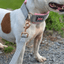 Staffordshire Bull Terrier 1935® Collier Martingale - Gris & Bébé Rose et Or Rose