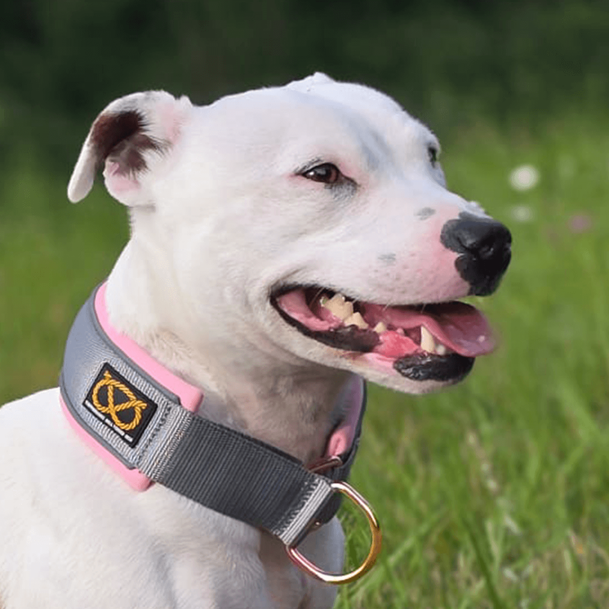 Staffordshire Bull Terrier 1935® Collier Martingale - Gris & Bébé Rose et Or Rose