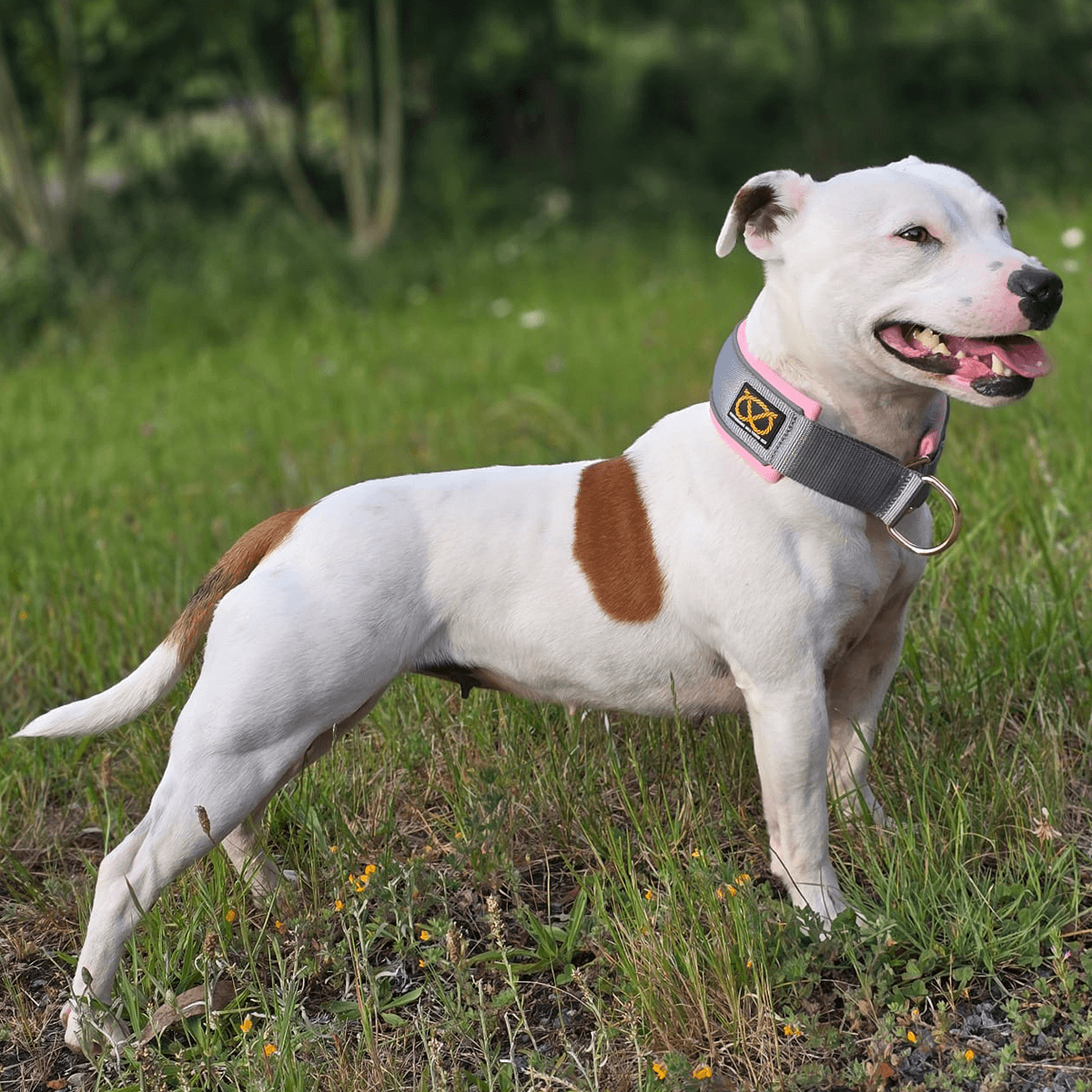Staffordshire Bull Terrier 1935® Collier Martingale - Gris & Bébé Rose et Or Rose