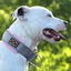 Staffordshire Bull Terrier 1935® Collier Martingale - Gris & Bébé Rose et Or Rose
