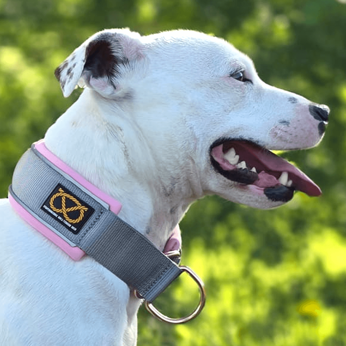 Staffordshire Bull Terrier 1935® Collier Martingale - Gris & Bébé Rose et Or Rose