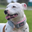 Staffordshire Bull Terrier 1935® Collier Martingale - Gris & Bébé Rose et Or Rose