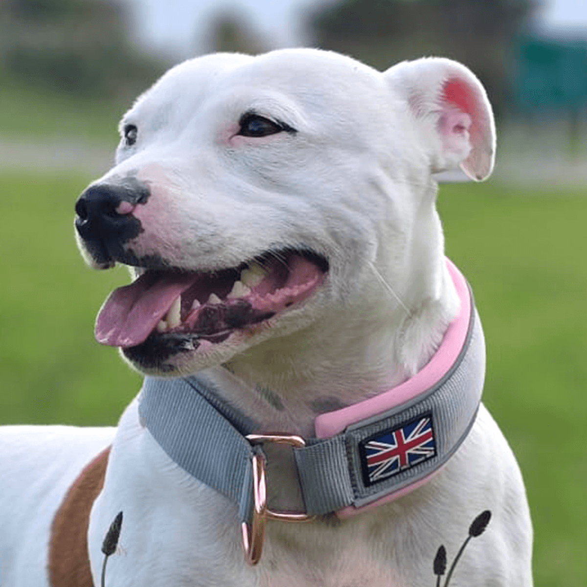 Staffordshire Bull Terrier 1935® Collier Martingale - Gris & Bébé Rose et Or Rose