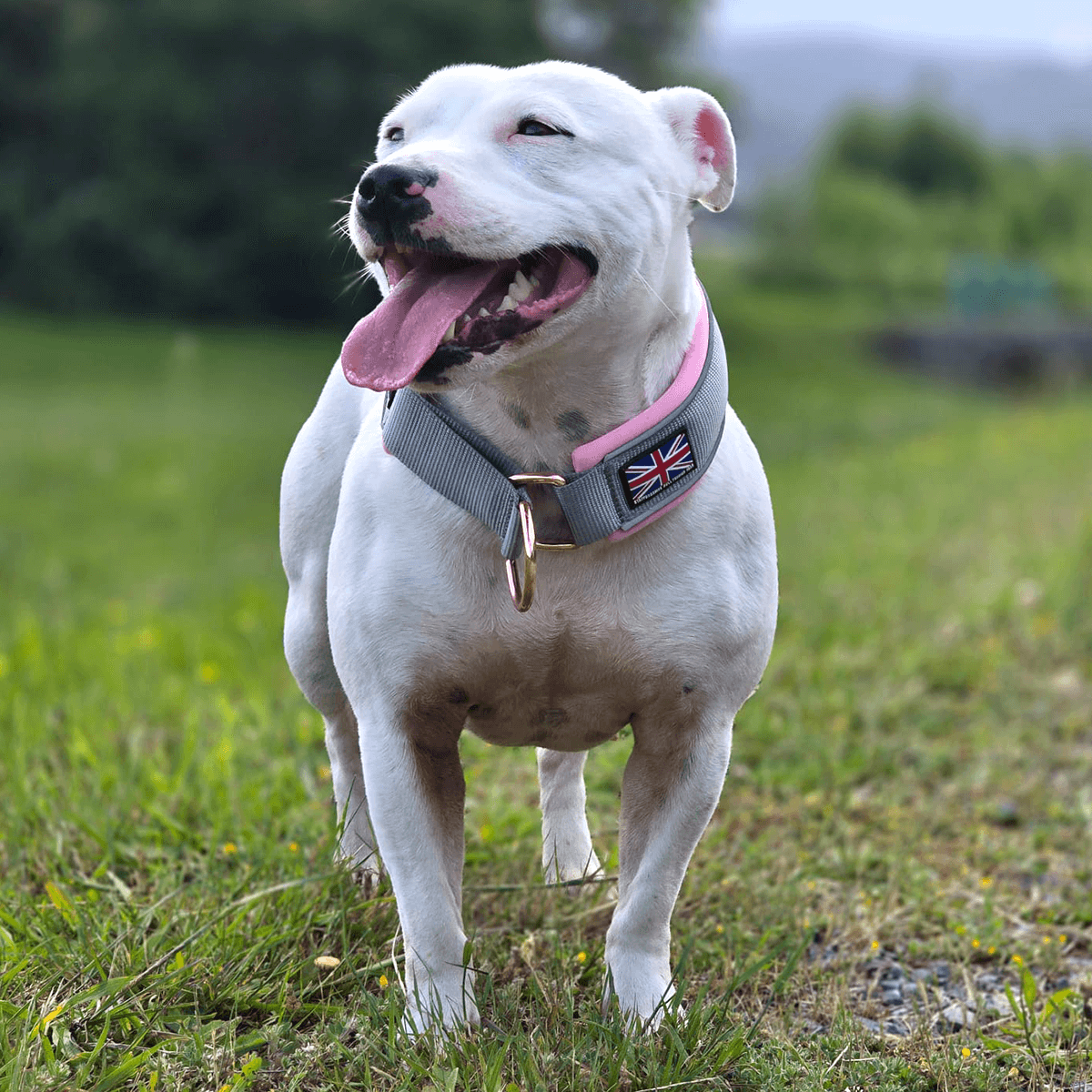 Staffordshire Bull Terrier 1935® Collier Martingale - Gris & Bébé Rose et Or Rose