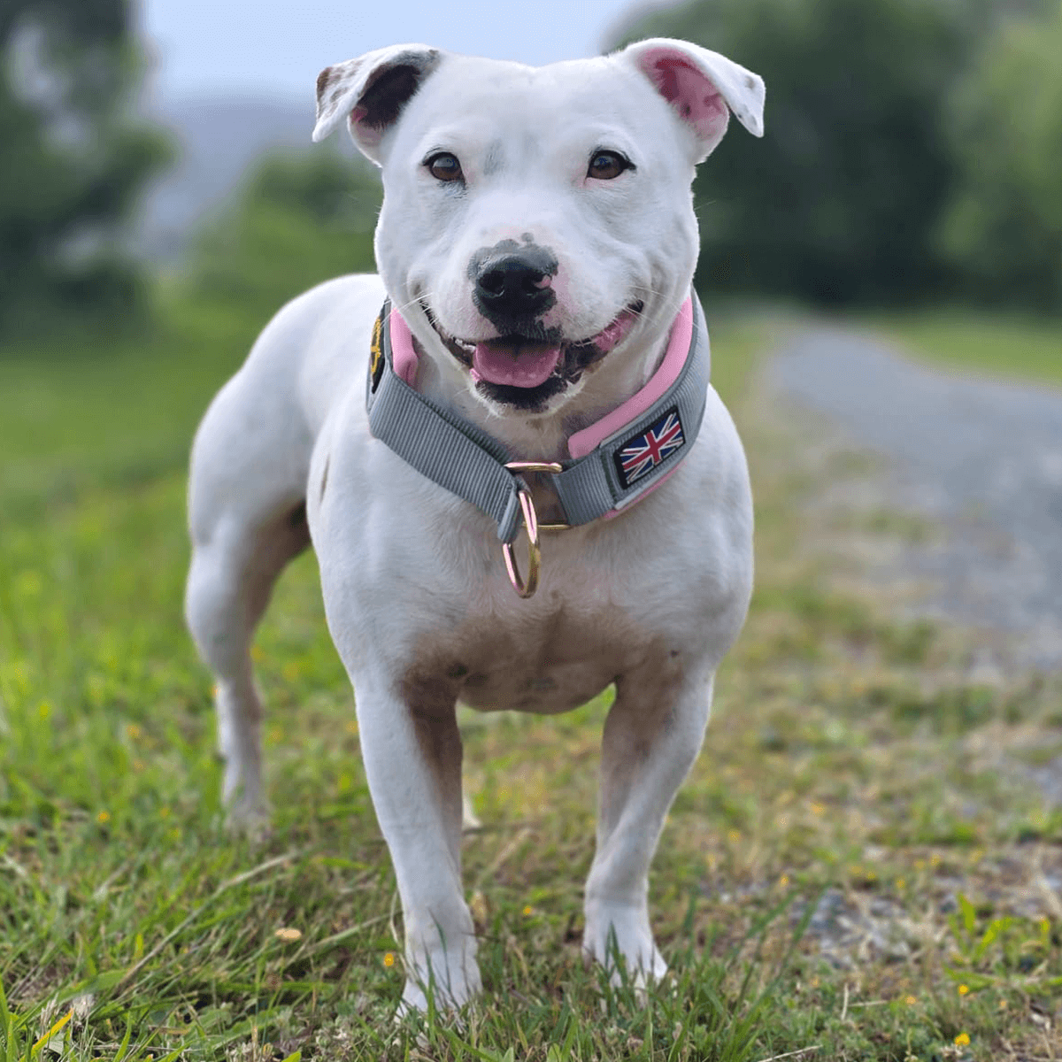 Staffordshire Bull Terrier 1935® Collier Martingale - Gris & Bébé Rose et Or Rose