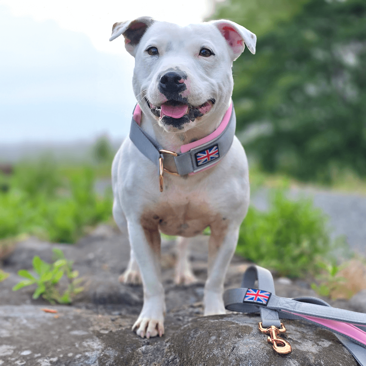 Staffordshire Bull Terrier 1935® Collier Martingale - Gris & Bébé Rose et Or Rose