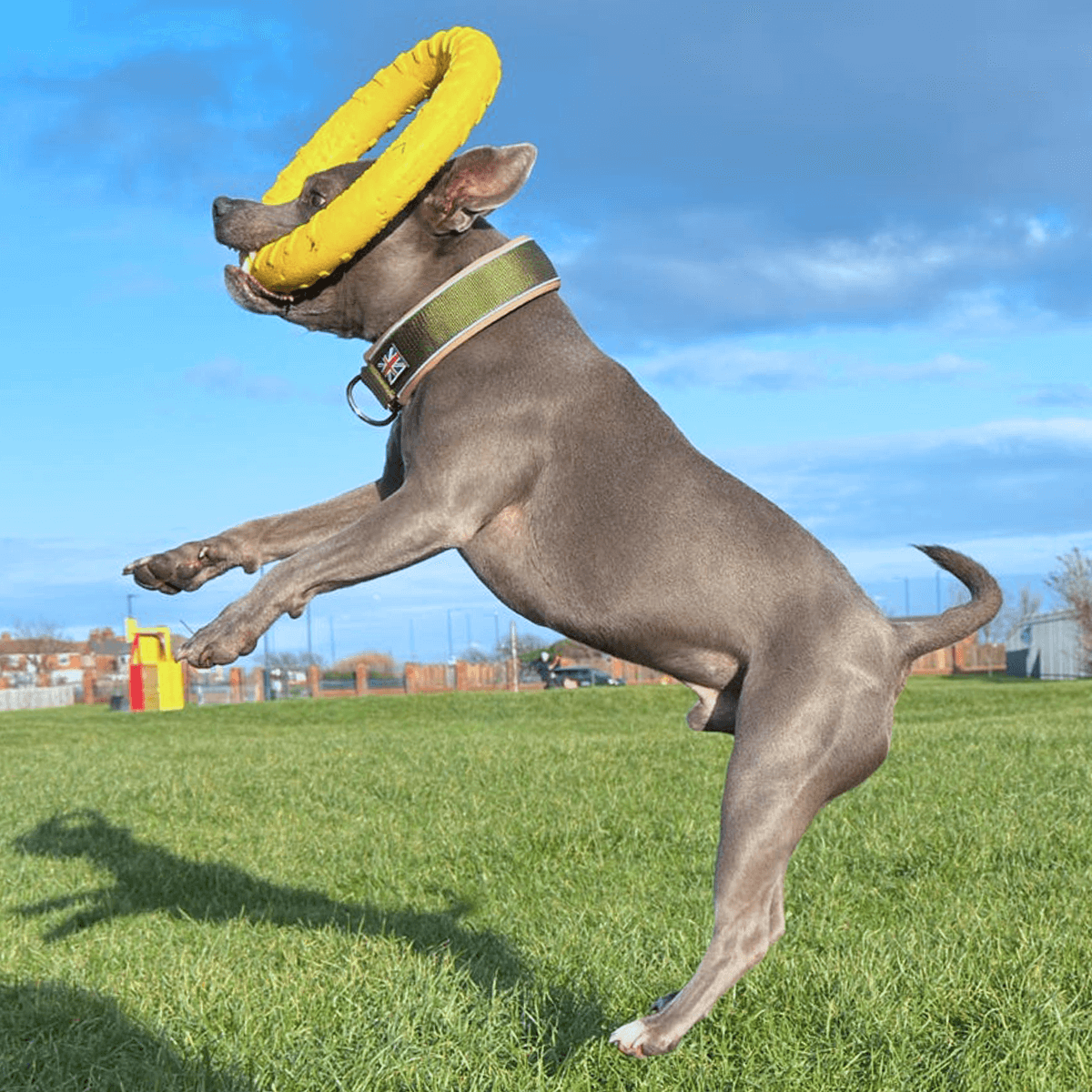 Staffordshire Bull Terrier 1935® Collier Martingale - Hunter