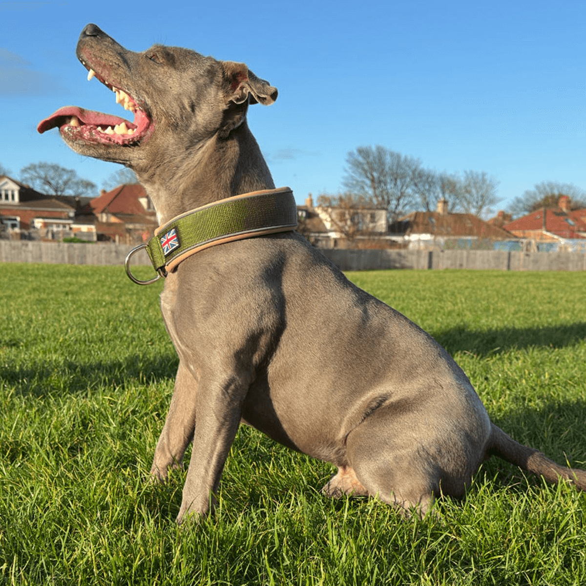 Staffordshire Bull Terrier 1935® Collier Martingale - Hunter