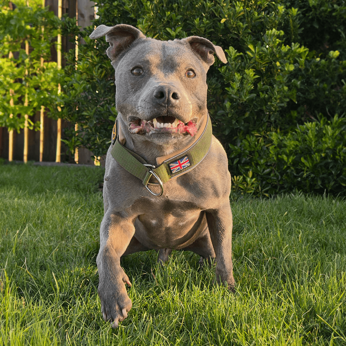 Staffordshire Bull Terrier 1935® Collier Martingale - Hunter