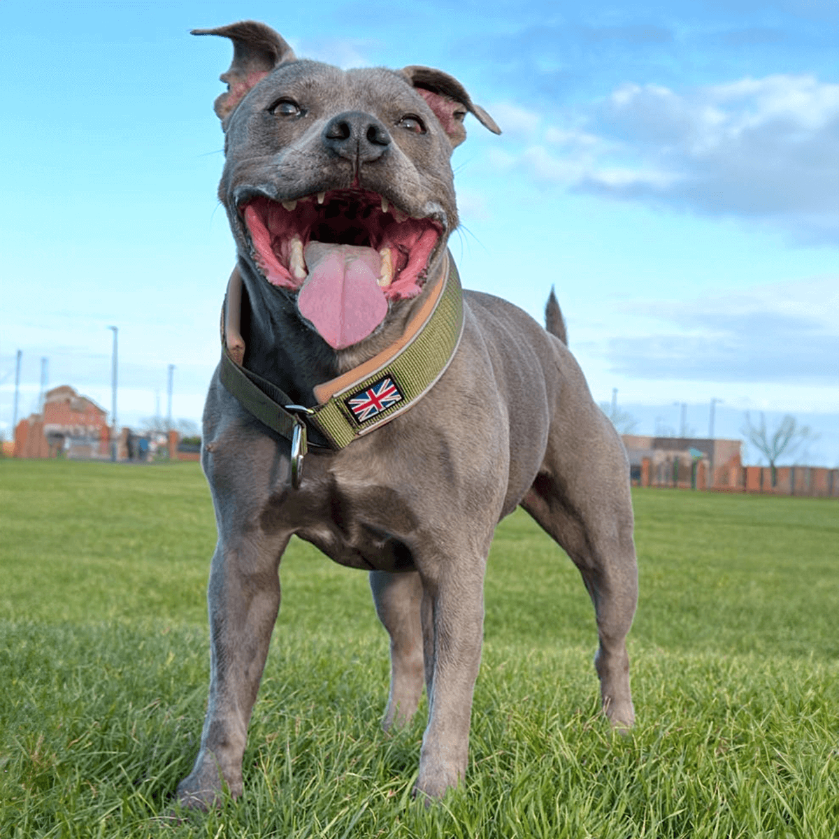 Staffordshire Bull Terrier 1935® Collier Martingale - Hunter