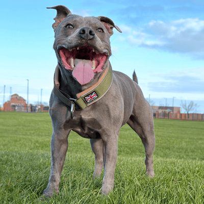 Staffordshire Bull Terrier 1935® Collier Martingale - Hunter