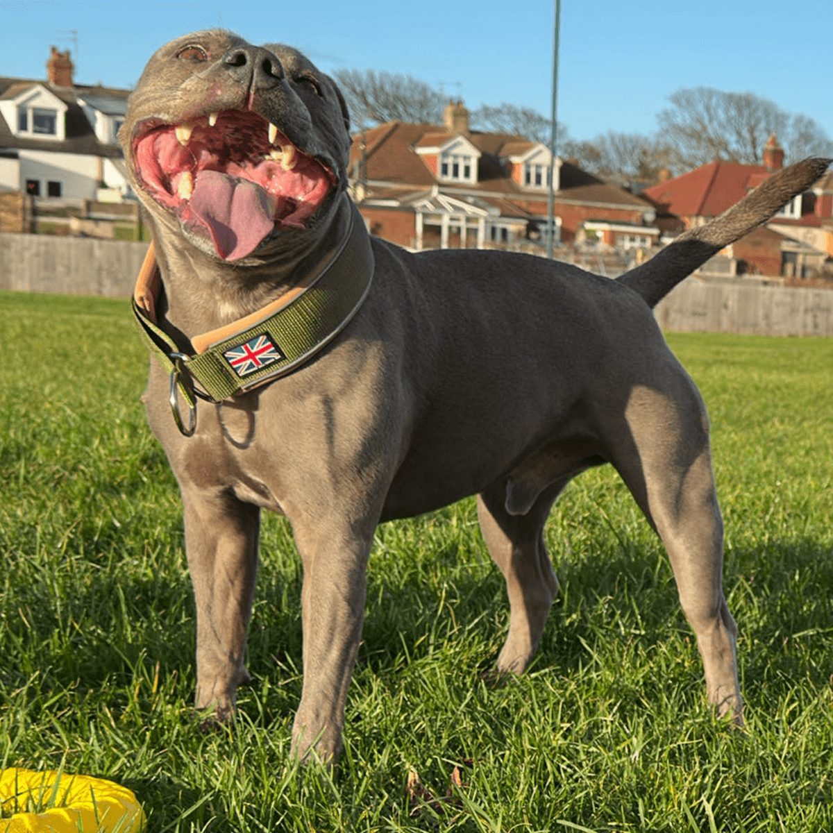 Staffordshire Bull Terrier 1935® Collier Martingale - Hunter
