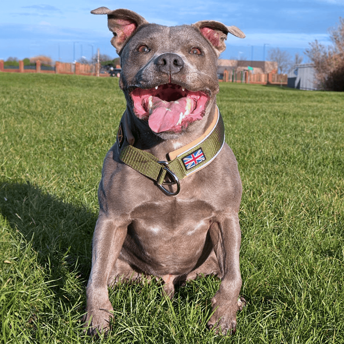 Staffordshire Bull Terrier 1935® Collier Martingale - Hunter