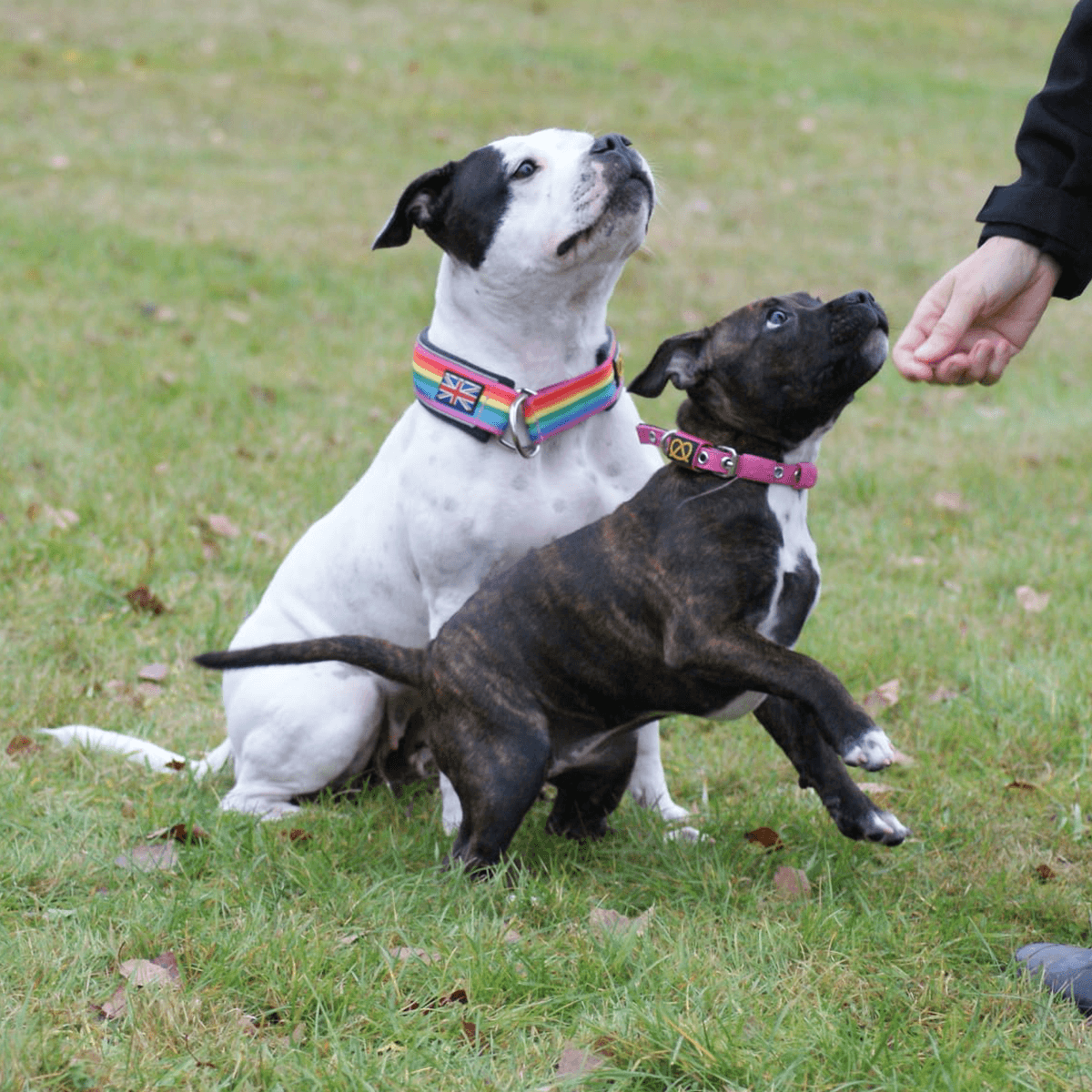 Staffordshire Bull Terrier 1935® Collier Martingale - Arc-en-Ciel
