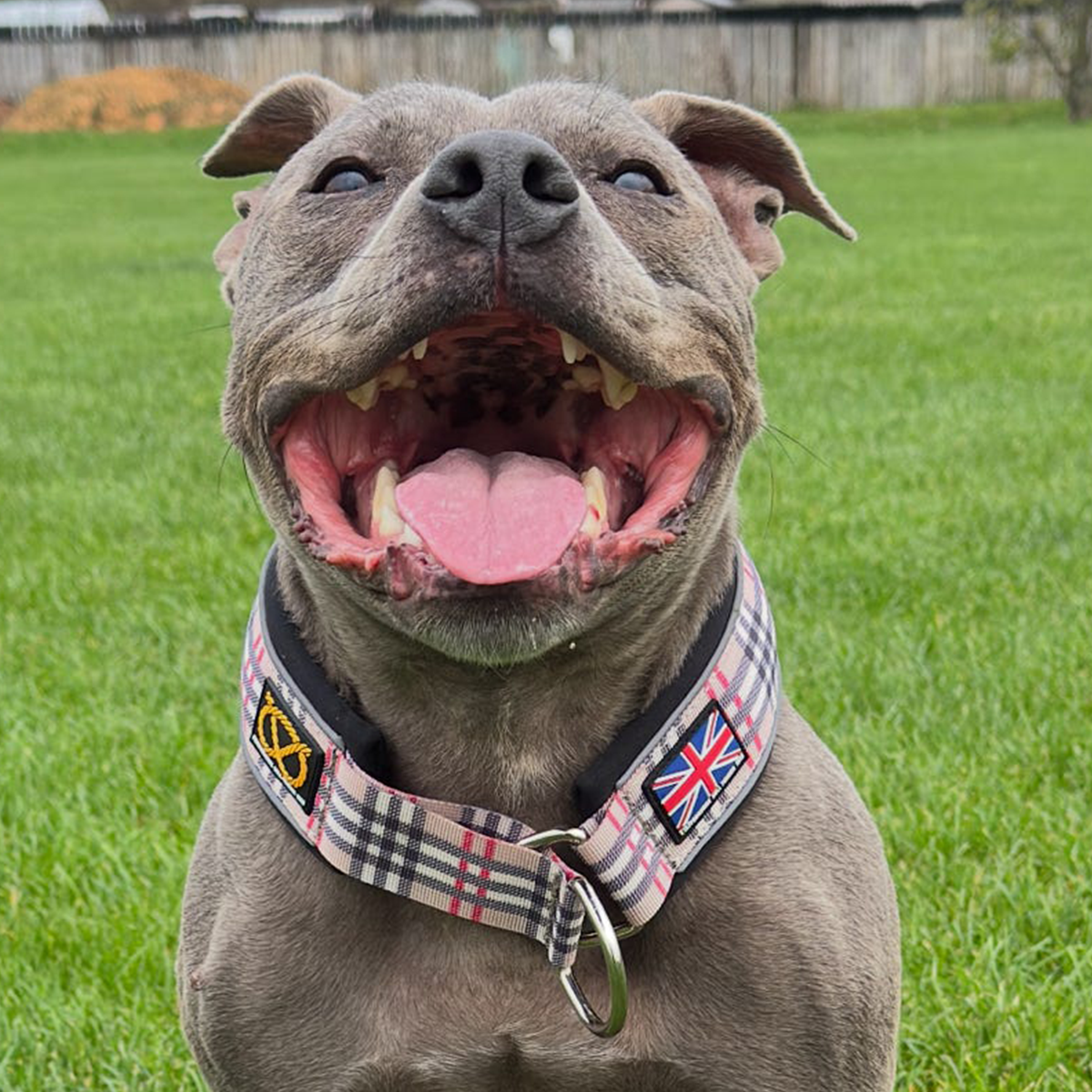 Staffordshire Bull Terrier 1935® Martingale Collar - Staffburry Beige