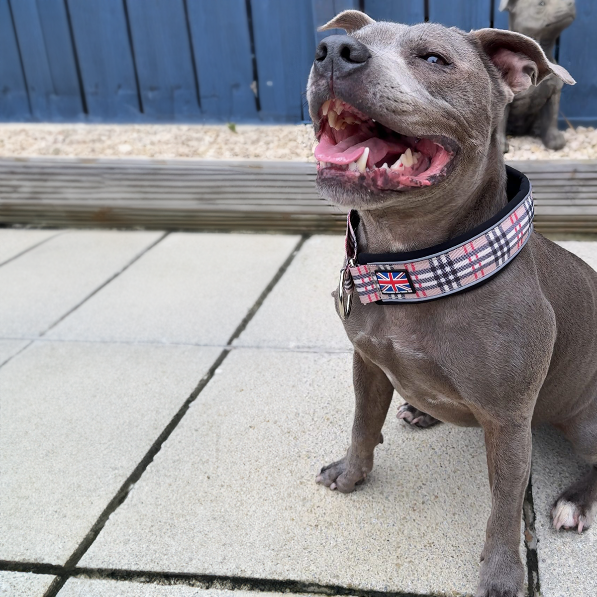 Staffordshire Bull Terrier 1935® Martingale Collar - Staffburry Beige