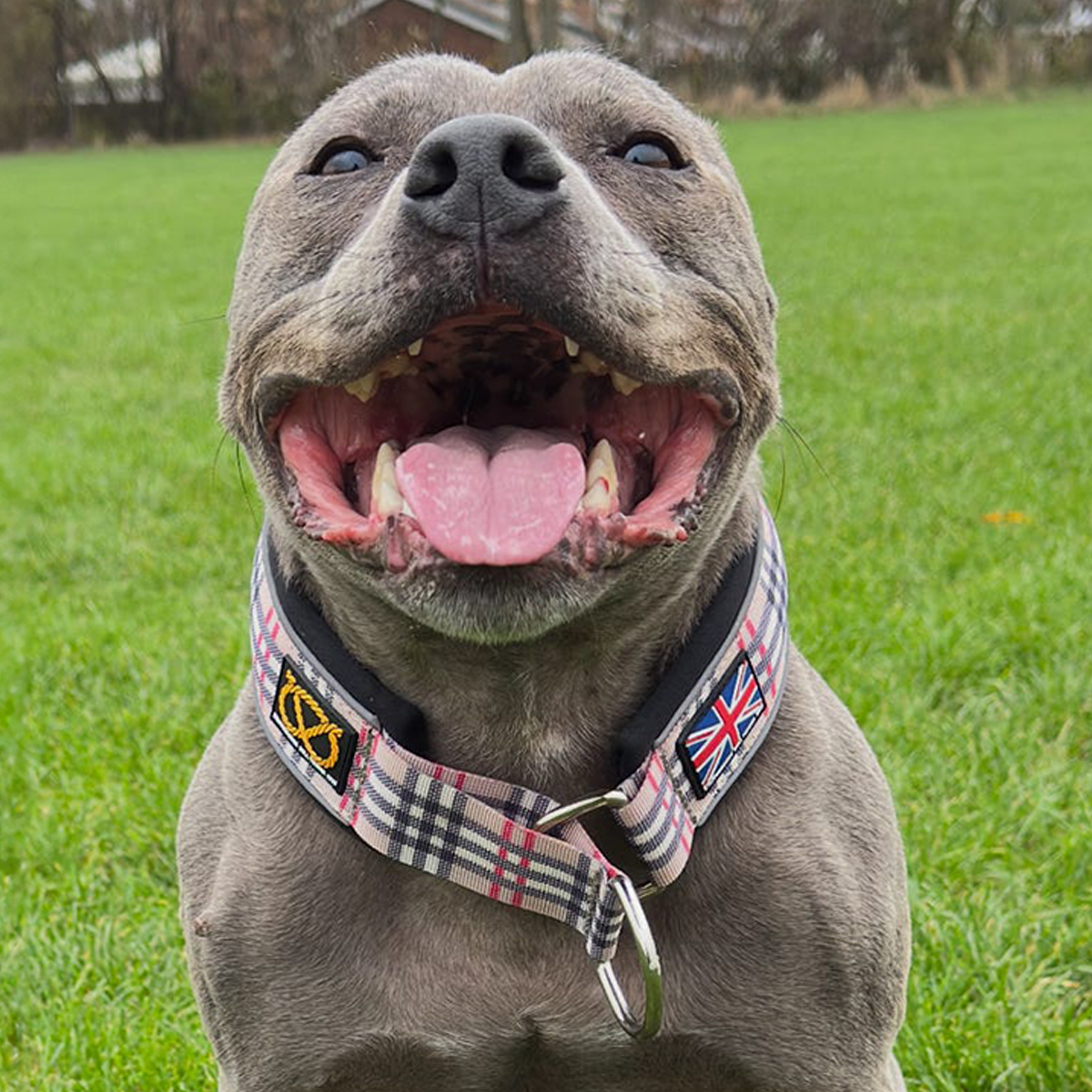 Staffordshire Bull Terrier 1935® Martingale Collar - Staffburry Beige