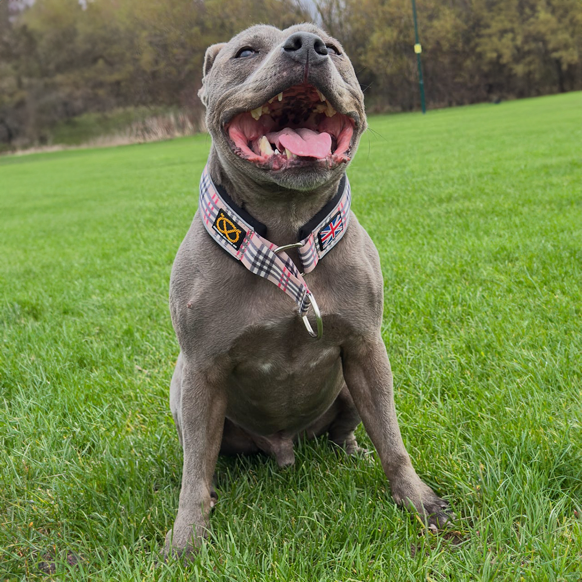 Staffordshire Bull Terrier 1935® Martingale Collar - Staffburry Beige