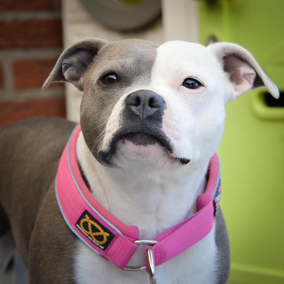 staffordshire-bull-terrier-martingale-fuchsia-2.png