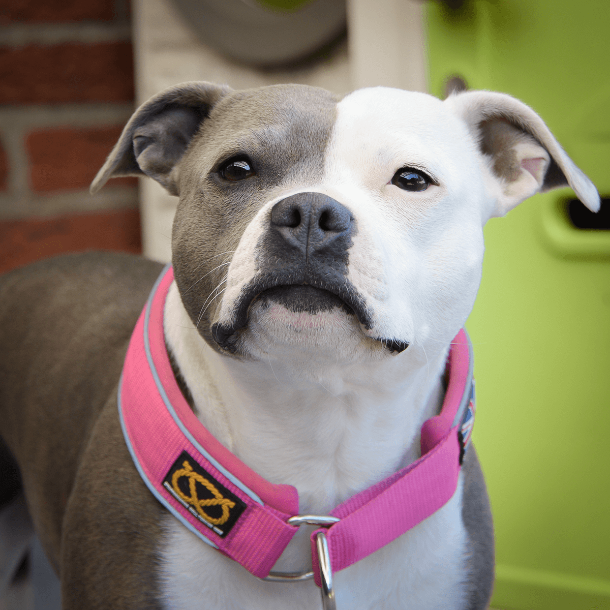 Martingale Half Choke Collar Staffordshire Bull Terrier 1935®