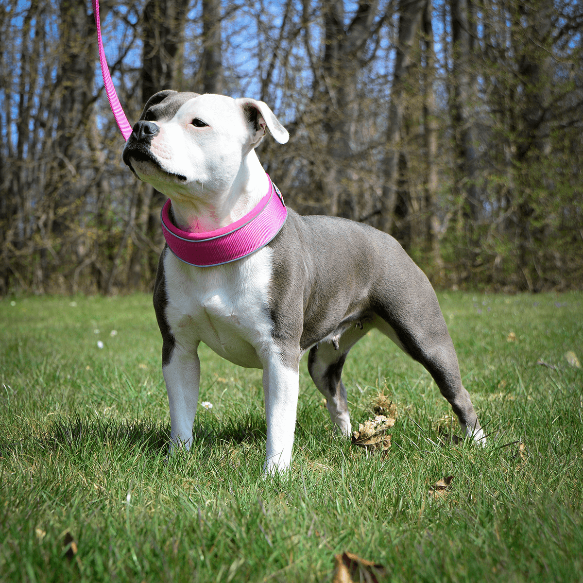 Martingale Half Choke Collar Staffordshire Bull Terrier 1935®