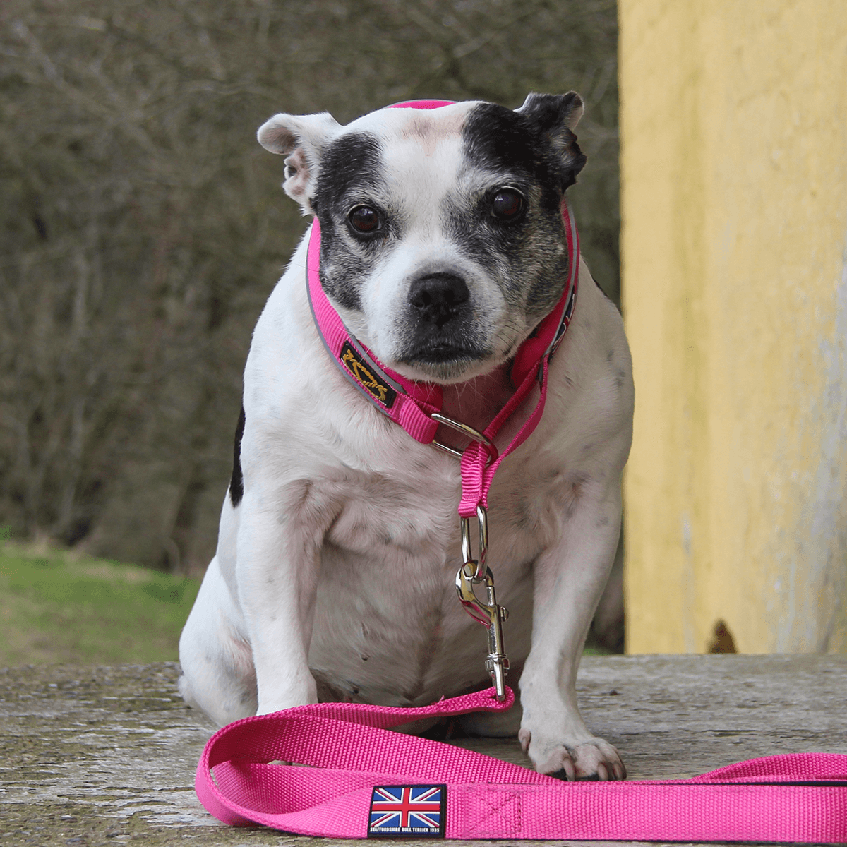 Martingale Half Choke Collar Staffordshire Bull Terrier 1935®