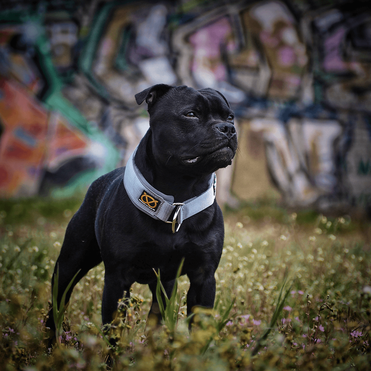 Martingale Half Choke Collar Staffordshire Bull Terrier 1935®