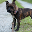 Staffordshire Bull Terrier 1935® Collier Martingale - Léopard