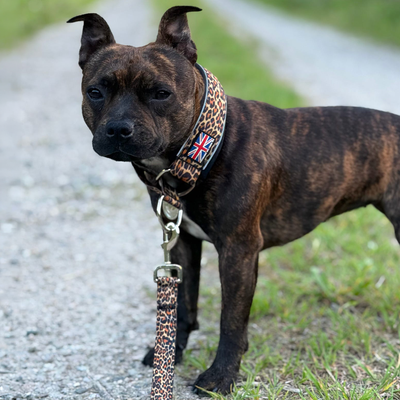 Staffordshire Bull Terrier 1935® Martingale Collar - Leopard