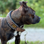 Staffordshire Bull Terrier 1935® Collier Martingale - Léopard