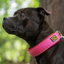 Staffordshire Bull Terrier 1935® Collier Martingale - Rouge à lèvres- Fuchsia et Rouge