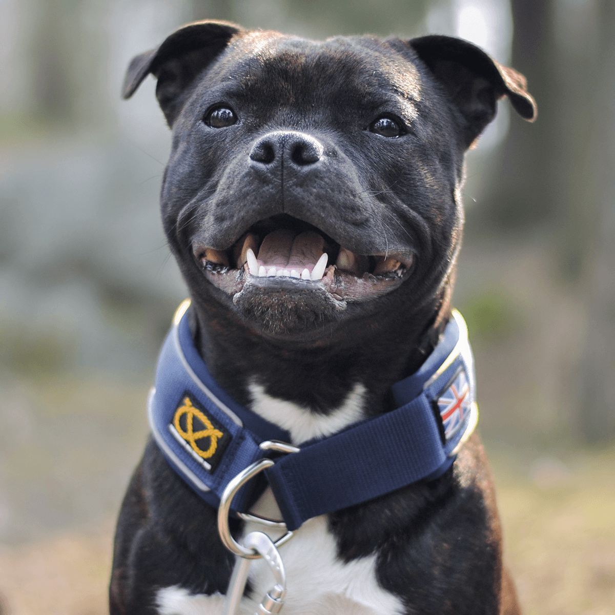 Martingale Half Choke Collar Staffordshire Bull Terrier 1935®