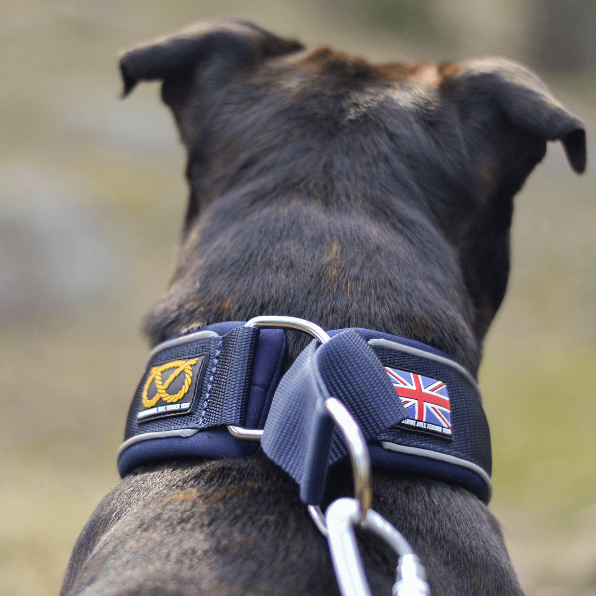 Martingale Half Choke Collar Staffordshire Bull Terrier 1935®