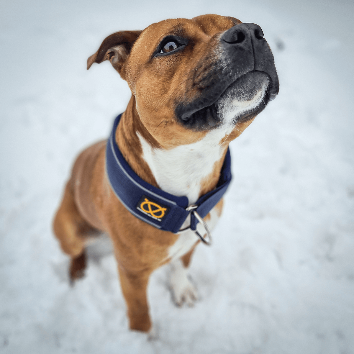 Martingale Half Choke Collar Staffordshire Bull Terrier 1935®