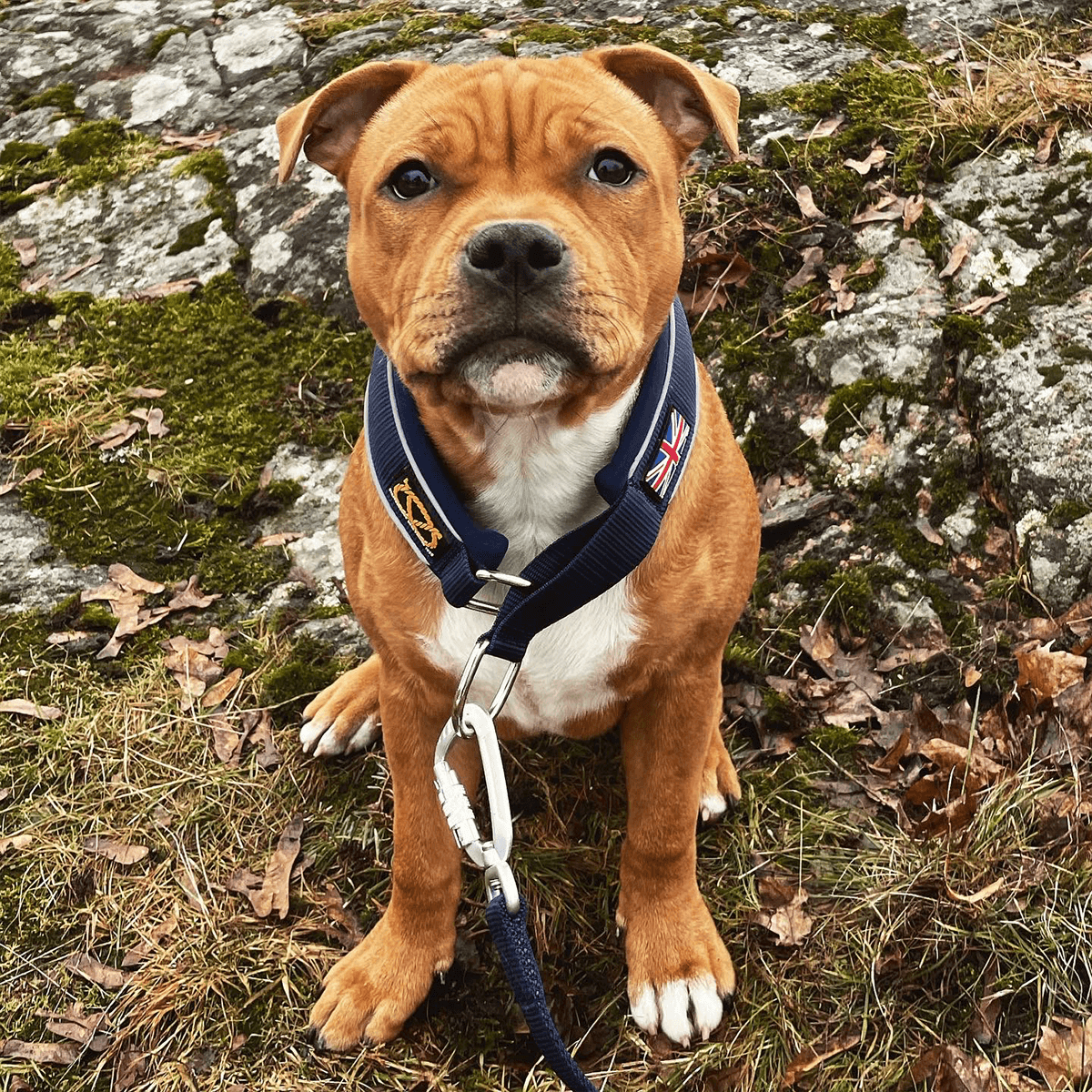 Martingale Half Choke Collar Staffordshire Bull Terrier 1935®