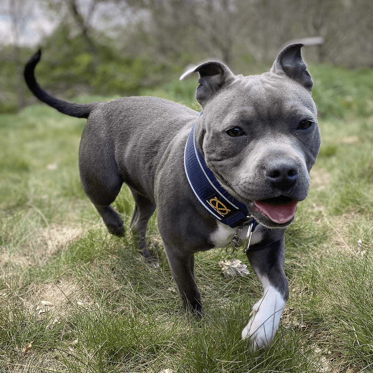 Martingale Half Choke Collar Staffordshire Bull Terrier 1935®